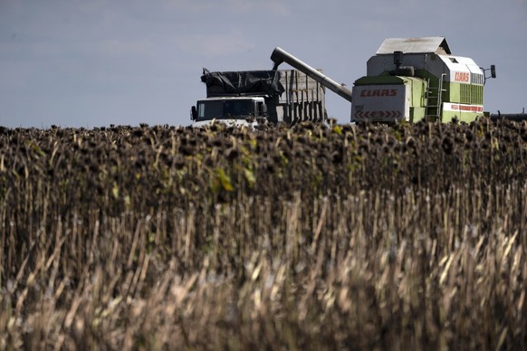 09.09.2022, Ukraine, -: W�hrend der Sonnenblumenernte auf einem Feld in der Region Donezk in der Ostukraine werden die Samen auf einen Lastwagen gesch�ttet. Laut der Ern�hrungs- und Landwirtschaftsorg ...