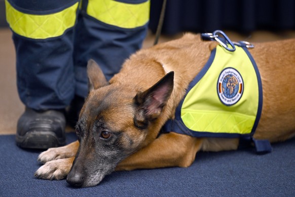 07.02.2023, Nordrhein-Westfalen, Köln-Bonn Airport: Rettungshund Kaskia liegt am Rande einer Pressekonferenz auf dem Boden. Um den Opfern der schweren Erdbeben in der Türkei zu helfen, machen sich Ret ...