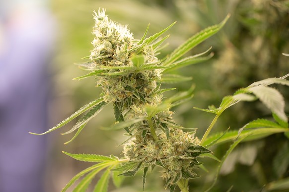 ARCHIV - 15.03.2022, ---: Cannabispflanzen wachsen in einem Blüteraum eines Pharmaunternehmens. (zu dpa «Bericht: Eckpunkte zur Cannabis-Legalisierung vorgelegt») Foto: Sebastian Kahnert/dpa-Zentralbi ...