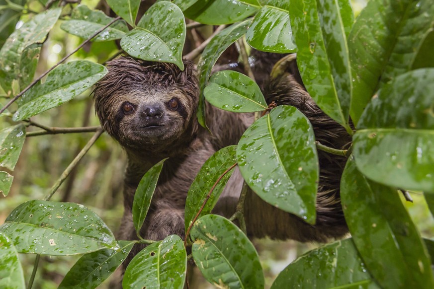 A wild brown-throated sloth (Bradypus variegatus), Landing Casual, Upper Amazon River Basin, Loreto, Peru, South America PUBLICATIONxINxGERxSUIxAUTxONLY Copyright: MichaelxNolan 1112-3285

a Wild Br ...