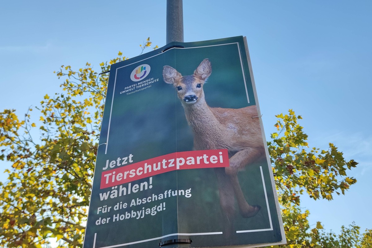 News Bilder des Tages Potsdam, Brandenburg, Deutschland, 22.09.2024: Landtagswahl: Vor dem Potsdamer Hauptbahnhof hängt am Wahltag ein Wahlplakat der Tierschutzpartei mit dem Slogan: Für die Abschaffu ...