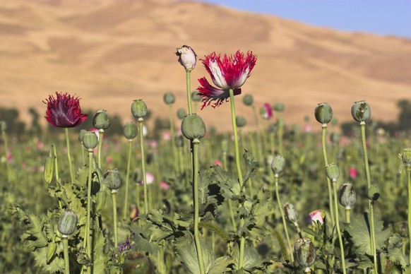Poppy field between Daulitiar and Chakhcharan, Afghanistan, Asia PUBLICATIONxINxGERxSUIxAUTxONLY Copyright: JanexSweeney 312-2478

Poppy Field between and Afghanistan Asia PUBLICATIONxINxGERxSUIxAUTxO ...