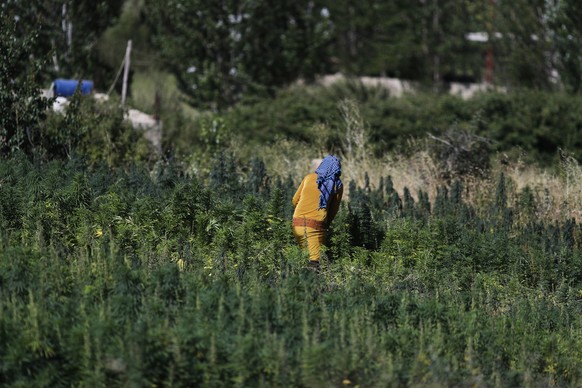 In this Monday, July 23, 2018, photo, a masked worker removes dirt and dry leaves in a cannabis field in the village of Yammoune, 25 kilometers (about 15 miles) northwest of the town of Baalbek in the ...