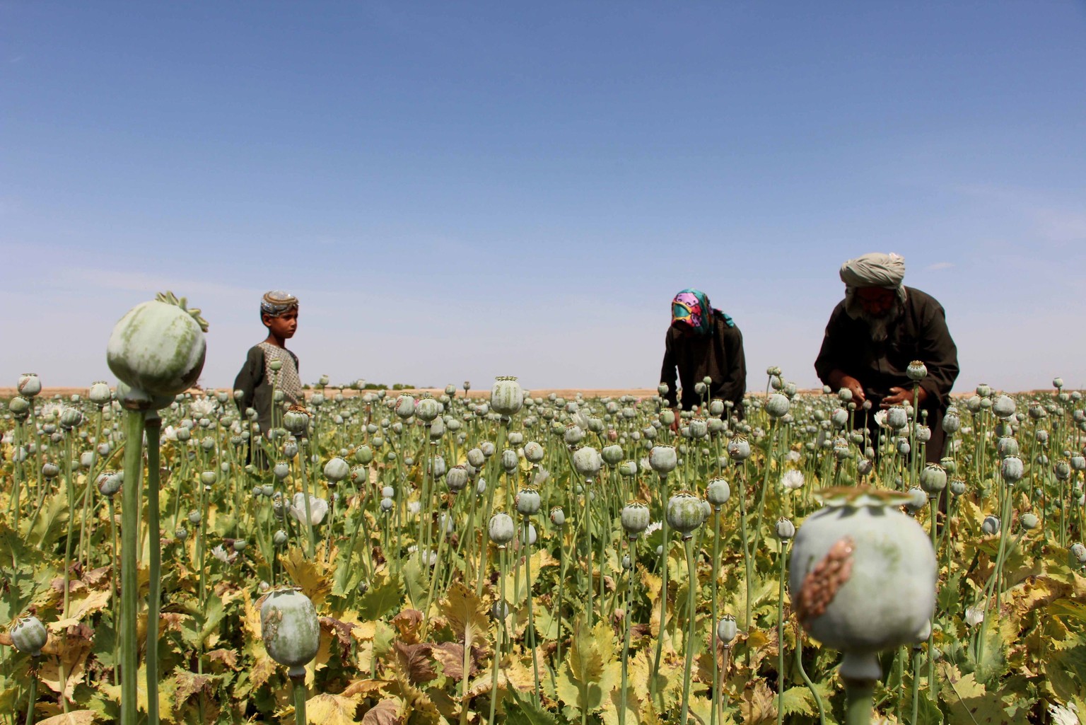 Mohnanbau in Afghanistan: Aus den Knollen wird Opium gewonnen. Aus Opium wird Morphin, aus Morphin wird Heroin hergestellt.&nbsp;