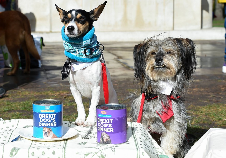 . 10/03/2019. London, United Kingdom. Wooferendum. Dogs and their owners gathering at Victoria Tower Gardens, near the UK Parliament in London to take part in the anti-Brexit protest billed as the big ...