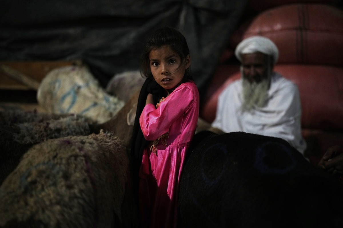 An Afghan girl works in a livestock market ahead of Eid al-Adha, or &quot;Feast of the Sacrifice&quot;, in Kabul, Afghanistan, Thursday, June 5, 2025. (AP Photo/Ebrahim Noroozi)