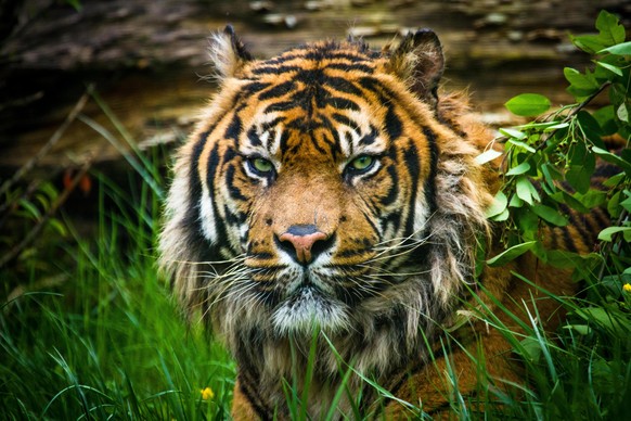 Sumatra-Tiger (Panthera tigris sumatrae)