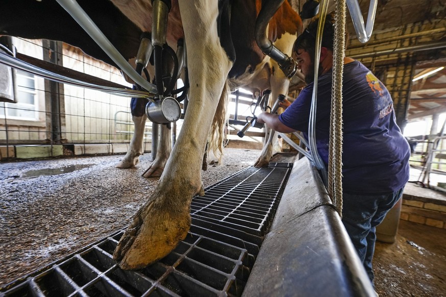 Hayden Ashley milks cows during their 3:00 PM milking at the Jarrell Bros. Dairy Farm in Kentwood, La., Wednesday, Oct. 30, 2024. (AP Photo/Gerald Herbert)