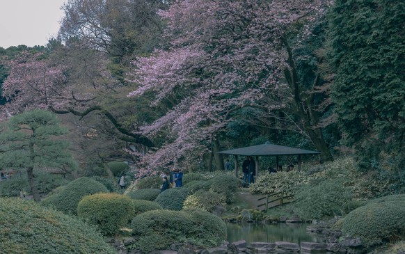 March 23, 2018 - Tokyo, Tokyo, China - Tokyo, Japan-Cherry flowers blossom at Shinjuku Gyoen National Garden in Tokyo, Japan. The Shinjuku Gyoen National Garden is a large park and garden in Shinjuku  ...