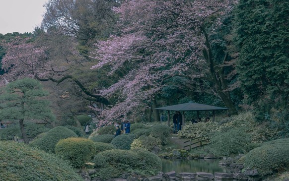 March 23, 2018 - Tokyo, Tokyo, China - Tokyo, Japan-Cherry flowers blossom at Shinjuku Gyoen National Garden in Tokyo, Japan. The Shinjuku Gyoen National Garden is a large park and garden in Shinjuku ...