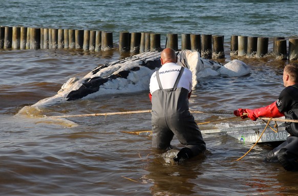 Der Wal wird aus dem Meer gezogen.&nbsp;