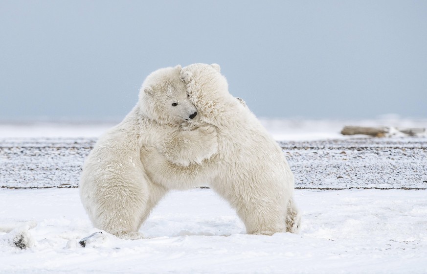 Polar Bear Cubs Hugging in the Arctic Kaktovik, AK, United States PUBLICATIONxINxGERxSUIxAUTxONLY CRHIEO200106C-270606-01