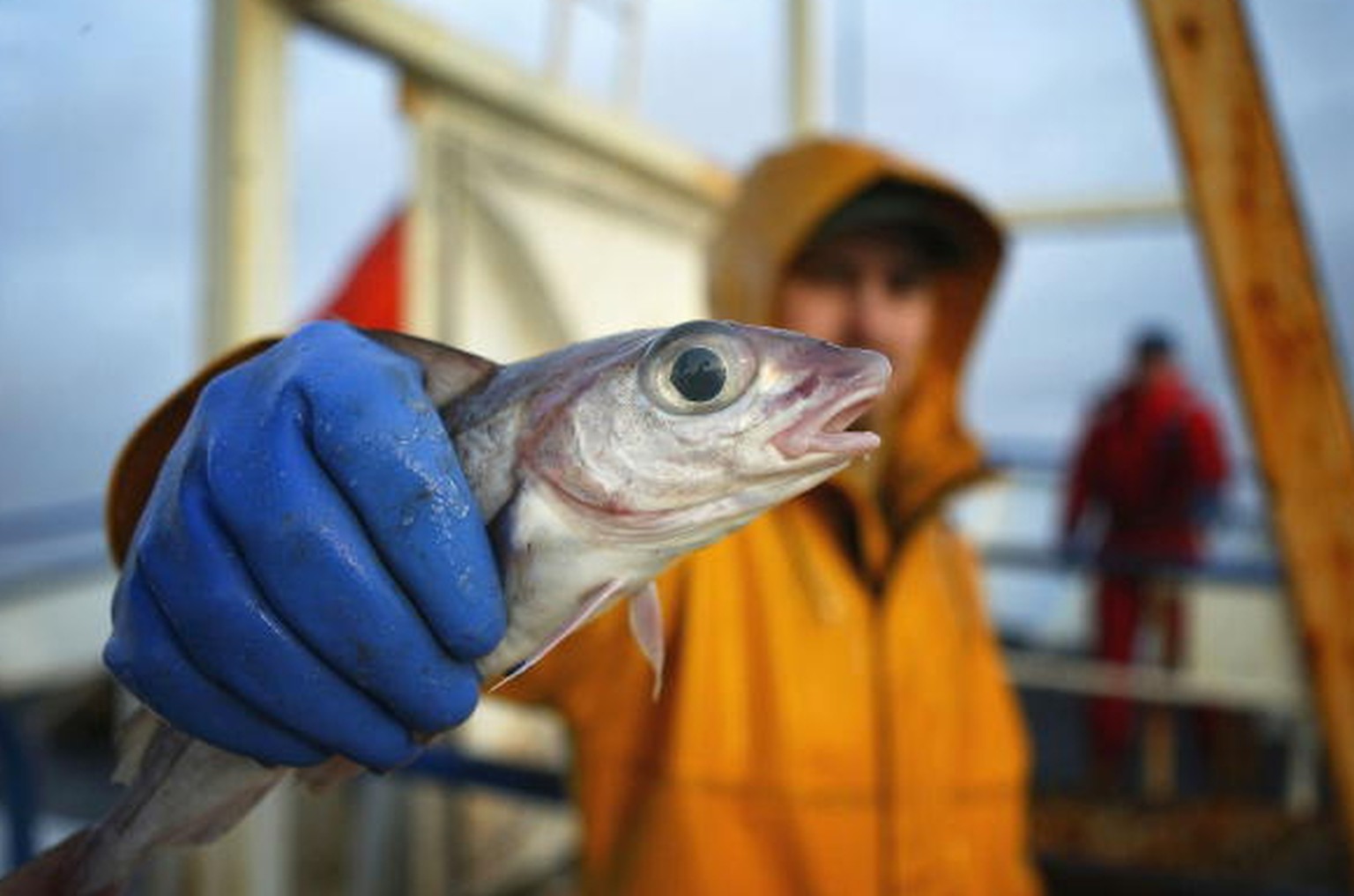 Wir lieben den Fisch auf unserem Teller, für die Weltmeere ist das eine Katastrophe.&nbsp;&nbsp;