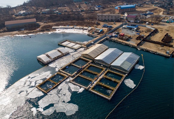 PRIMORYE TERRITORY, RUSSIA - MARCH 1, 2019: An aerial view of pools in the marine animals adaptation centre where illegally caught 11 orcas and 90 belugas that were to be sold to Chinese amusement par ...