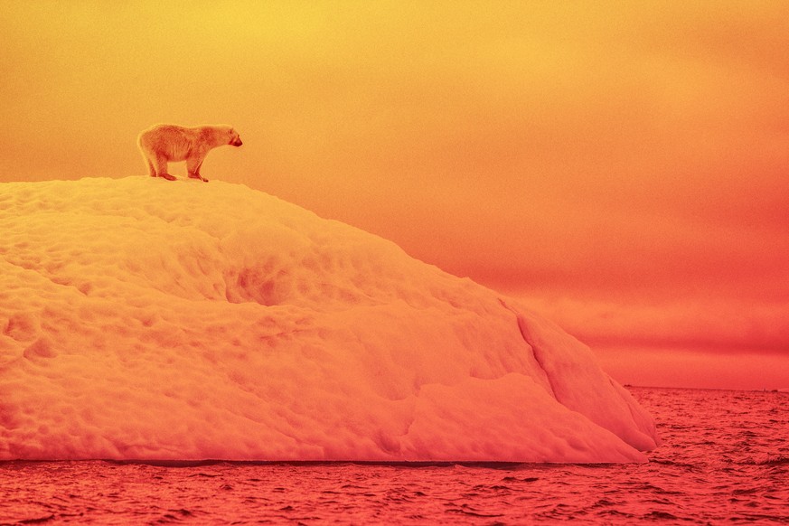 Man möchte kein Eisbär sein im kalten Polar.