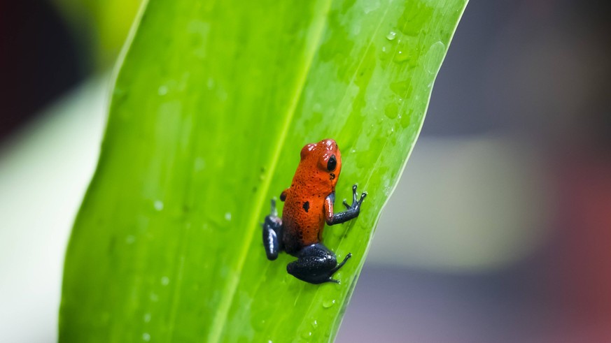 La Paz Waterfall Gardens Nature Park, Costa Rica July 25, 2018 - Image of a wild strawberry poison dart frog RARE, ENDEMISME, ENDEMIQUE, FORET TROPICALE HUMIDE, OOPHAGA PUMILIO, VENIMEUX, VENIMEUSE, D ...