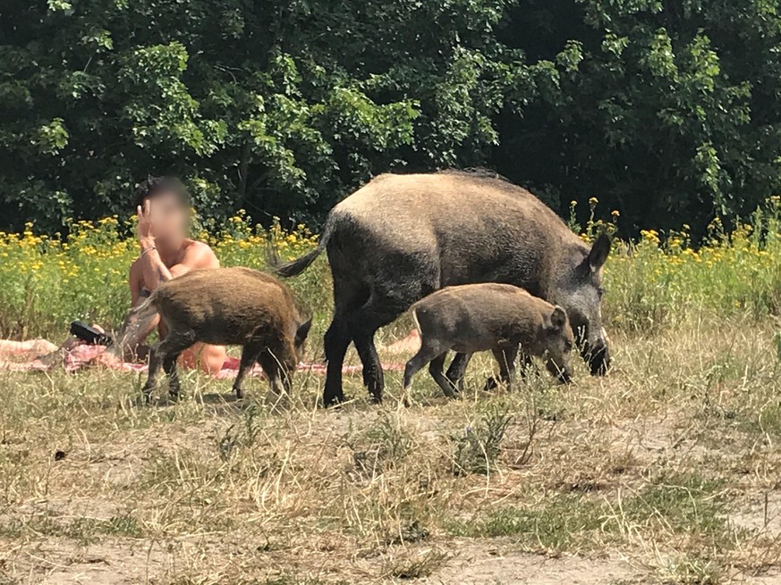 07.08.2020, Berlin: Ein Wildschwein mit seinem Nachwuchs läuft über die Badewiese am Teufelssee im Berliner Grunewald an einem Badegast vorbei. Foto: Fernando Gutierrez/dpa - ACHTUNG: Person(en) wurde ...